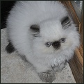 Lapeyrouse kittens