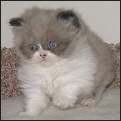 Lapeyrouse kittens