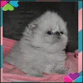 Lapeyrouse kittens