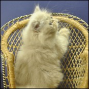 Lapeyrouse kittens