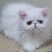 Lapeyrouse kittens