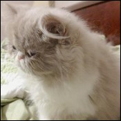 Lapeyrouse kittens