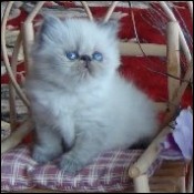 Lapeyrouse kittens