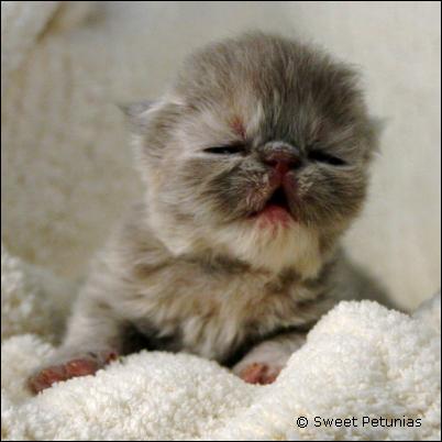 Lilac Point Himalayan Kitten