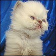 Show Felines Lilac point kitten