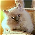 ions Royal Ragdoll kittens
