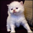 Ragdoll kittens forsale from Lions Royale Ragdolls