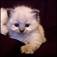 Ragdoll kittens forsale from Lions Royale Ragdolls
