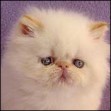 Meow House Persian Kittens
