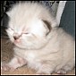 Click here to visit muffhyms