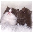 Kittens from Echo Lake cattery