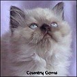 Kittens from Country Gems cattery