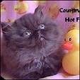 Kittens from Country Gems cattery