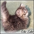 Napoleon Kittens from Echo Lake Cattery
