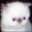 Kittens from Silver Palm Cattery