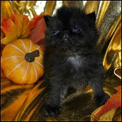 Pretty Kittens