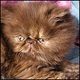 PRINCEPS SENATUS *RU Persians