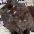 Kittens from Puff Babies Cattery