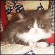 Kittens from Puff Babies Cattery