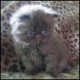 Kittens from Purrticular Cattery