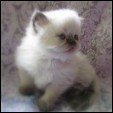 Kittens from Purrticular Cattery