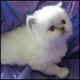 Kittens from Purrticular Cattery