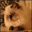 Kittens from Purrticular Cattery