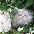 Kittens from Purrticular Cattery