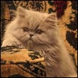 Kittens from Purrticular Cattery