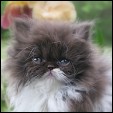 Kittens from Purrticular Cattery