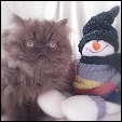 Kittens from Purrticular Cattery