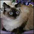 ResQMe Farms  Kittens