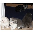 ResQMe Farms  Kittens