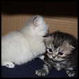 ResQMe Farms  Kittens