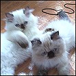 Himalayan kittens playing