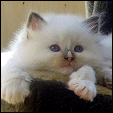 Kittens from S*Evenstar's Ragdoll