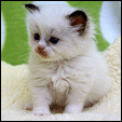 Kittens from S*Evenstar's Ragdoll