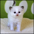 Kittens from S*Evenstar's Ragdoll
