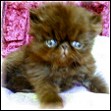 Click here to visit showfelines