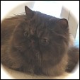 Kittens from Show Felines Cattery