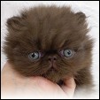Kittens from Show Felines Cattery