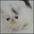 Kittens from Show Felines Cattery