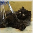 Kittens from Show Felines Cattery