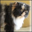 Kittens from Show Felines Cattery