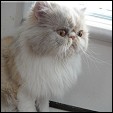 Kittens from Show Felines Cattery