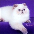 Kittens from Silver Palm Cattery