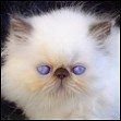 Kittens from Silver Palm Cattery