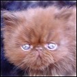 Kittens from Silver Palm Cattery