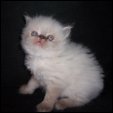Smoochacat Cattery kittens