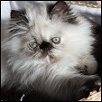 Sweet Petunias kittens